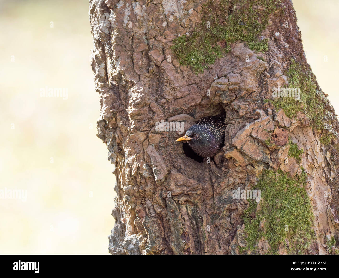 Common Starling Sturnus vulgarus emerging from nest in tree hollow Sutherland Scotland May Stock Photo