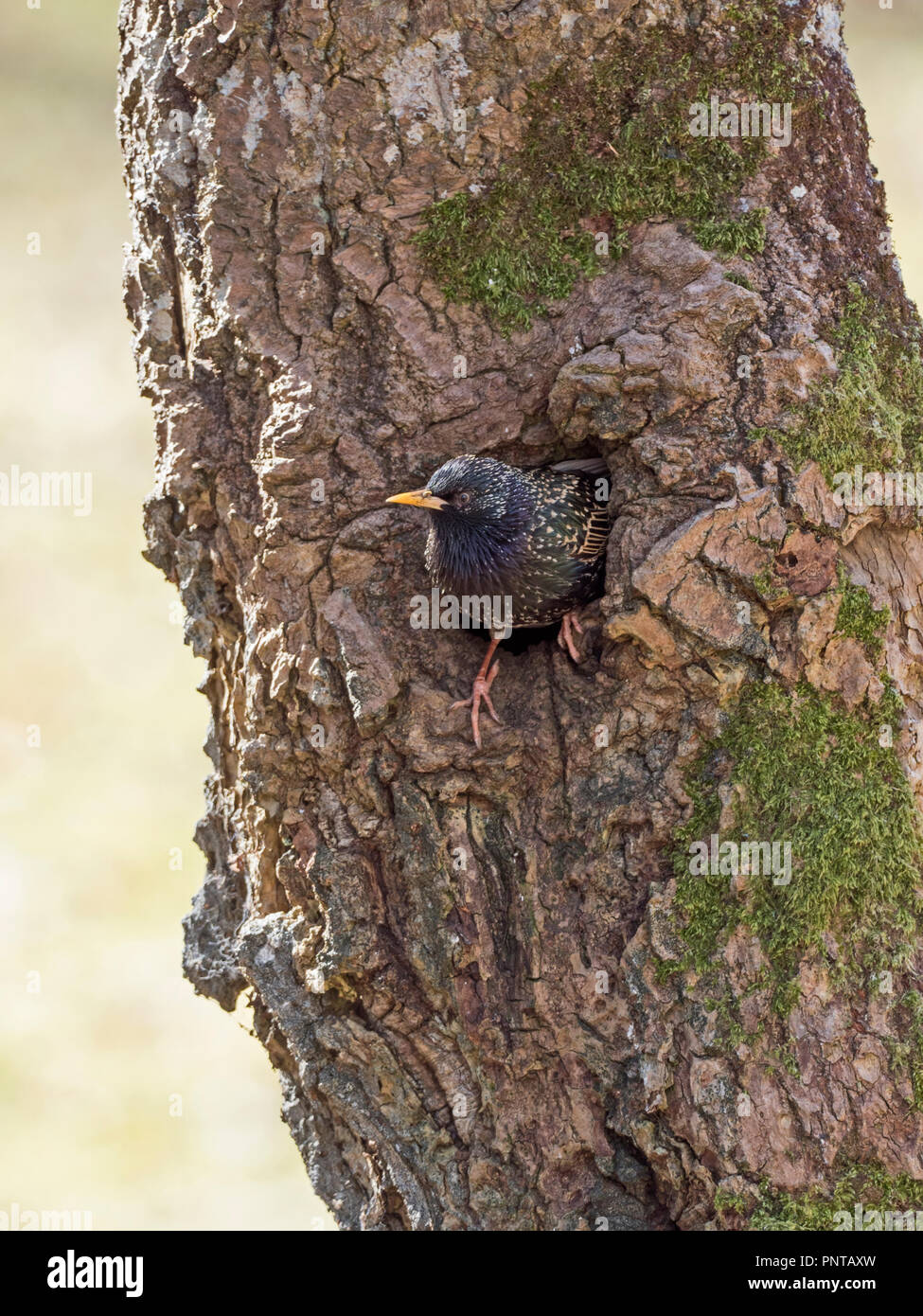 Common Starling Sturnus vulgarus emerging from nest in tree hollow Sutherland Scotland May Stock Photo