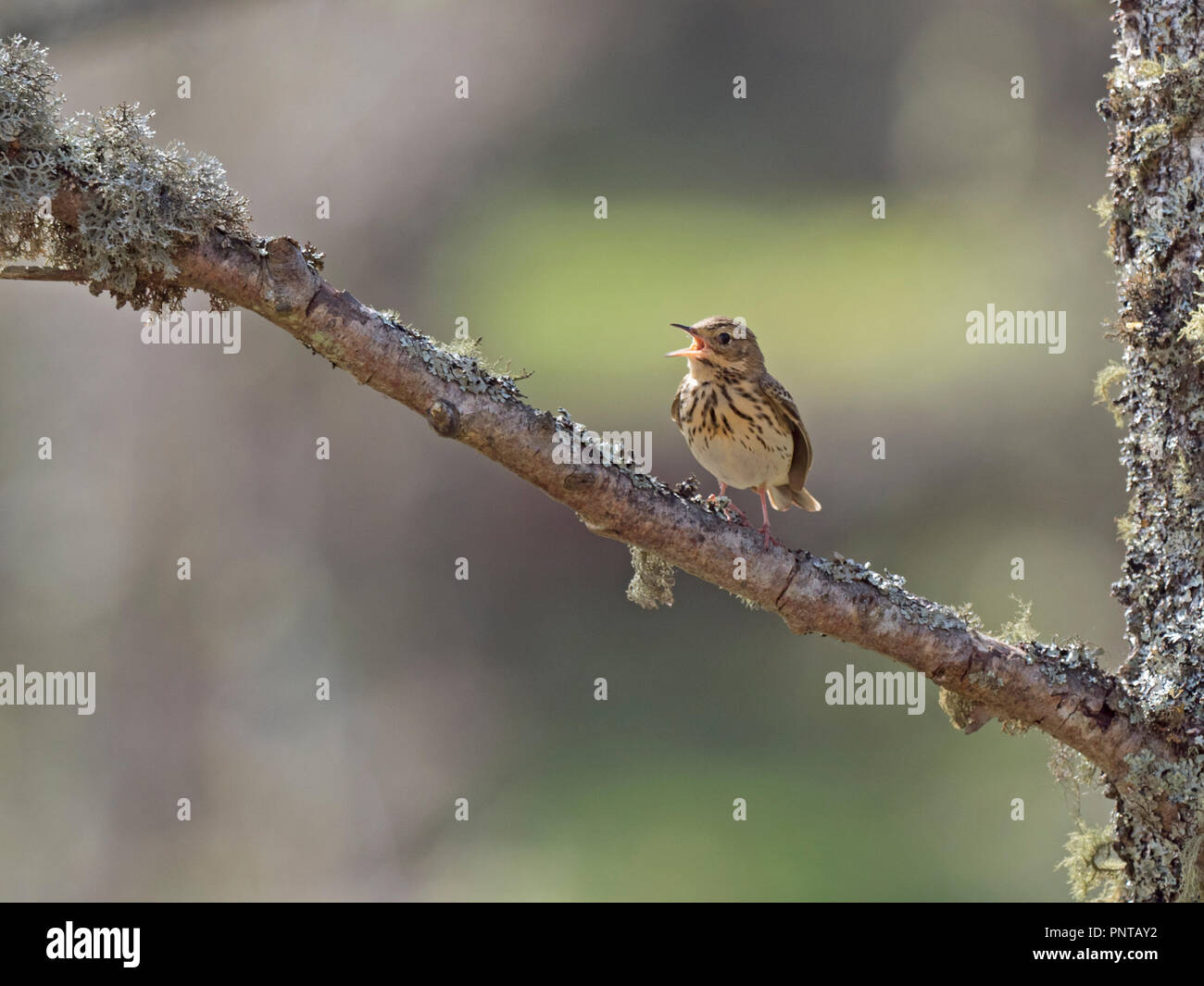 Tree Pipit  Anthus trivialis in song Aviemore Highlands Scotland May Stock Photo