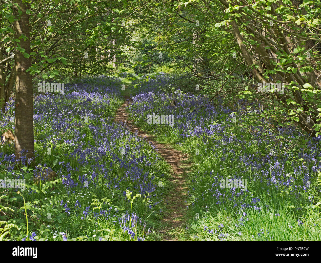 woodland path at Thursford Norfolk Willife Trust Reserve near Fakenham, Norfolk, UK bordered by a beautiful display of Bluebells, Stock Photo