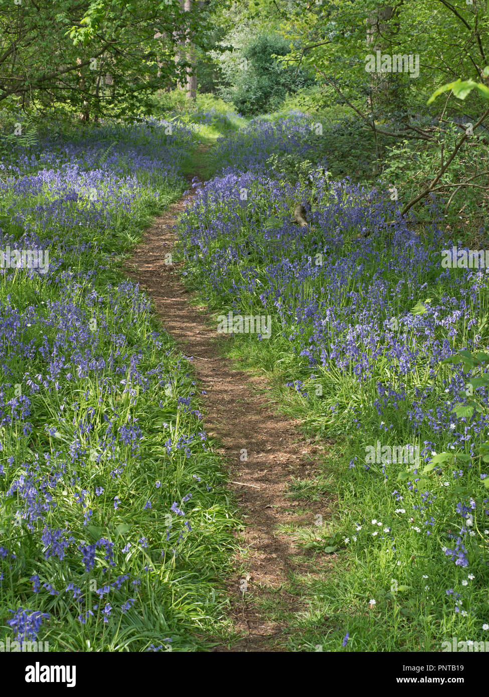 woodland path at Thursford Norfolk Willife Trust Reserve near Fakenham, Norfolk, UK bordered by a beautiful display of Bluebells, Stock Photo