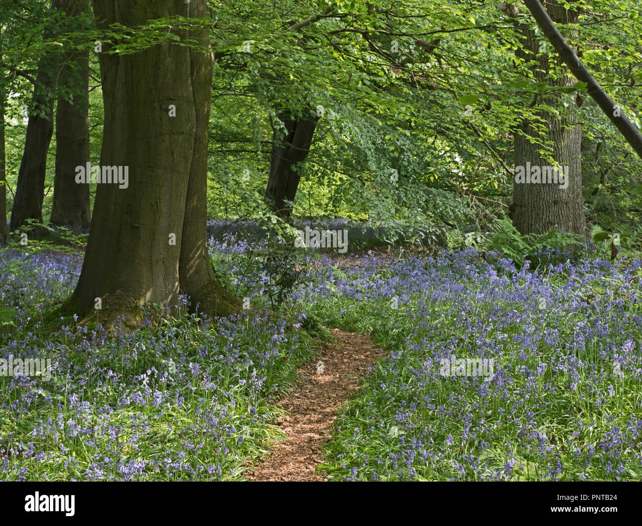 woodland path at Thursford Norfolk Willife Trust Reserve near Fakenham, Norfolk, UK bordered by a beautiful display of Bluebells, Stock Photo