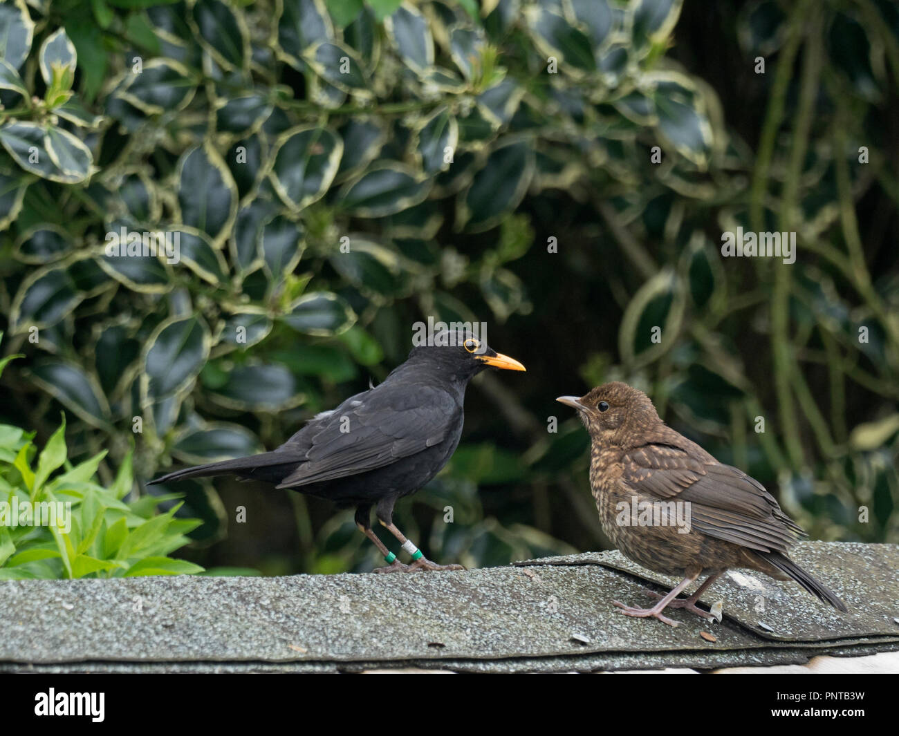 Blackbird Turdus merula colour ringed male with young Holt Norfolk spring Stock Photo