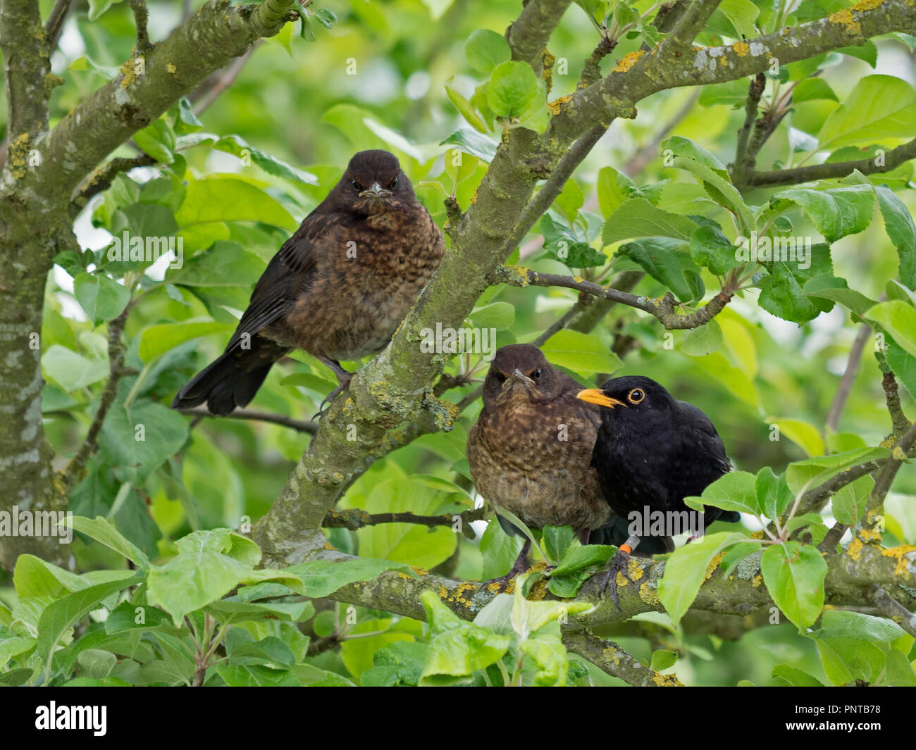 Blackbird Turdus merula colour ringed male with young Holt Norfolk spring Stock Photo