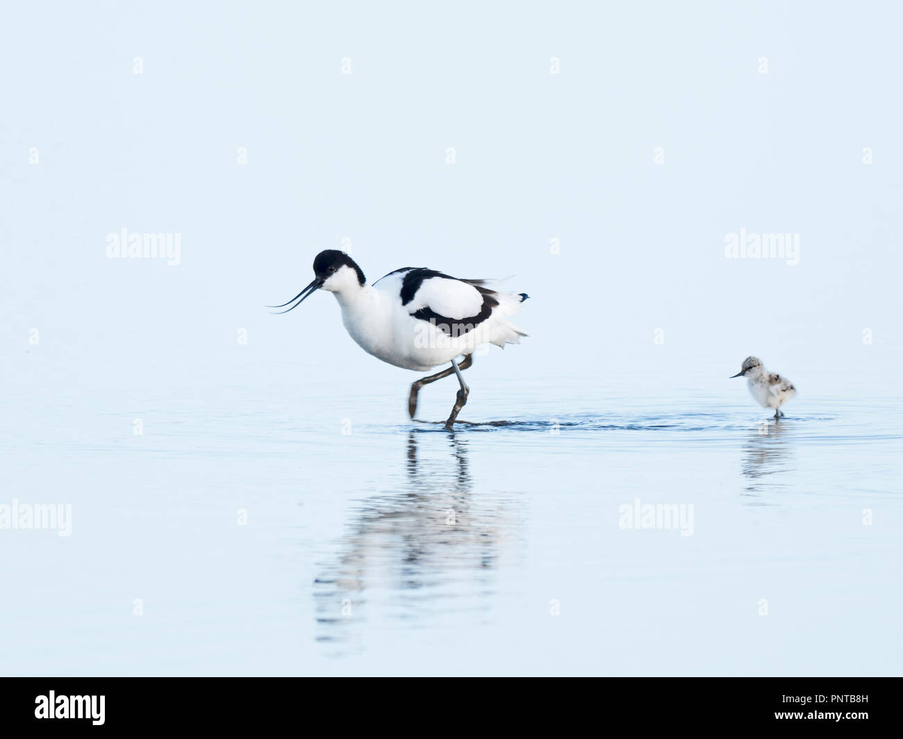 Pied Avocet Recurvirostra avosetta and one day old chick North Norfolk May Stock Photo