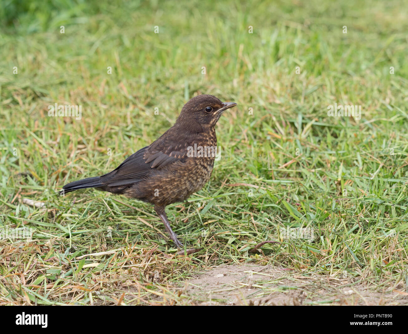 Blackbird Turdus merula fledgling Holt Norfolk spring Stock Photo