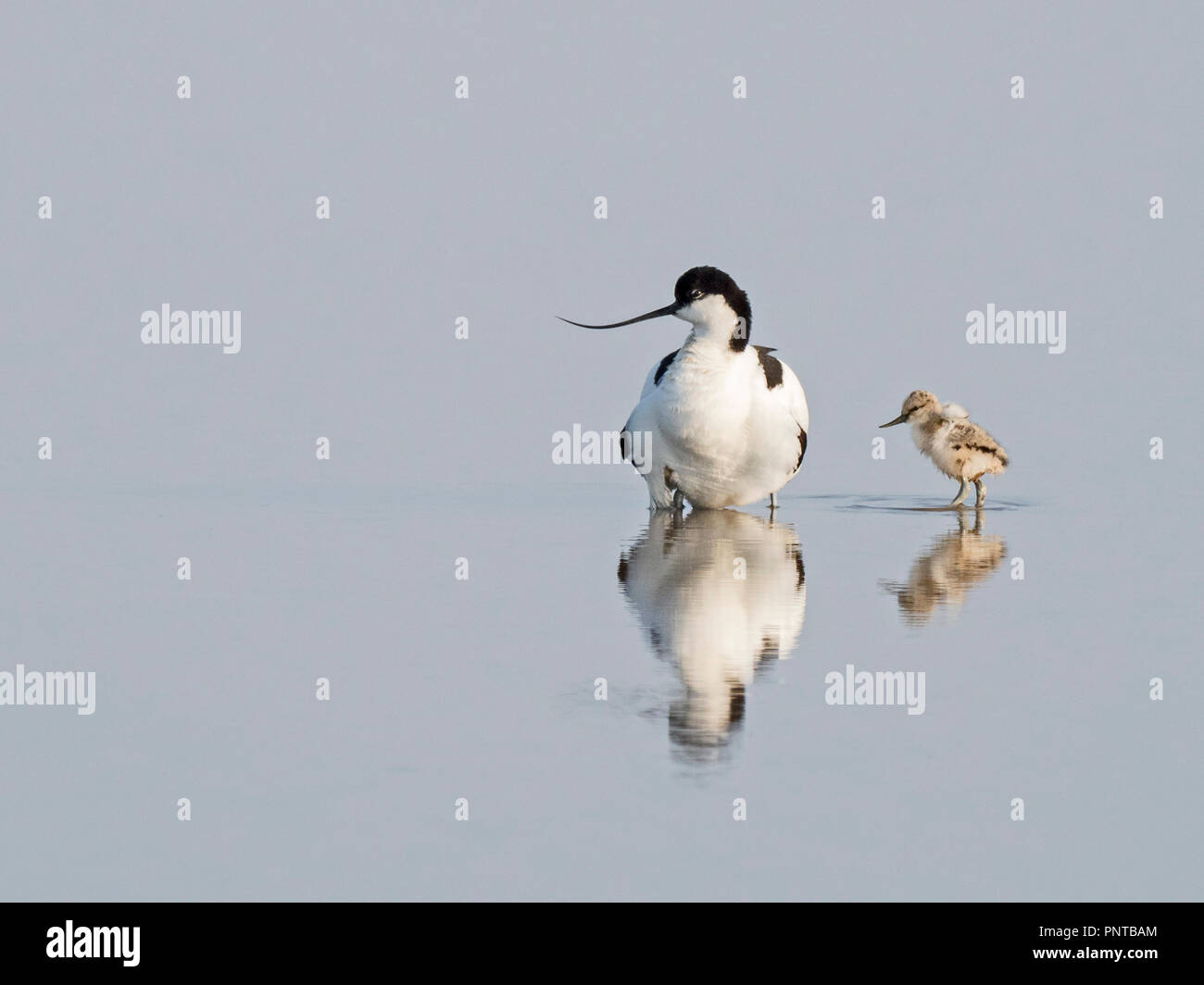 Pied Avocet Recurvirostra avosetta brooding two day old chicks North Norfolk May Stock Photo