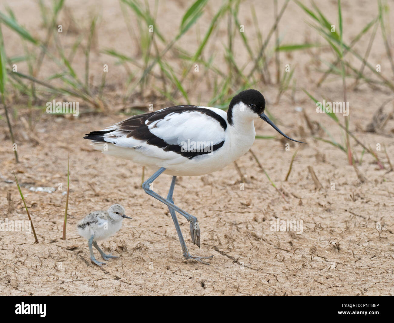 Pied Avocet Recurvirostra avosetta brooding two day old chicks North Norfolk May Stock Photo