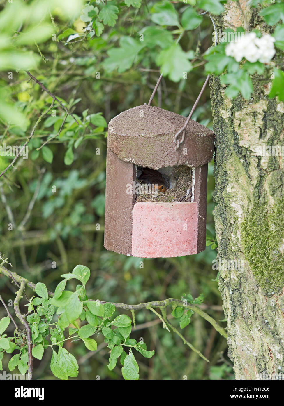 Robin Eithacus rubecula nesting in open fronted nest box Norfolk May Stock Photo