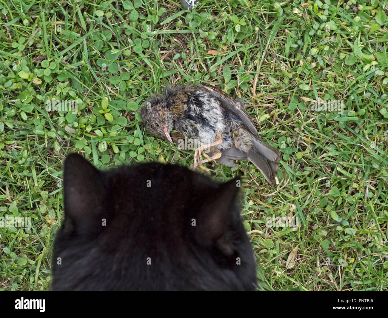 Domestic cat with recently caught young Dunnock in garden  Norfolk summer Stock Photo