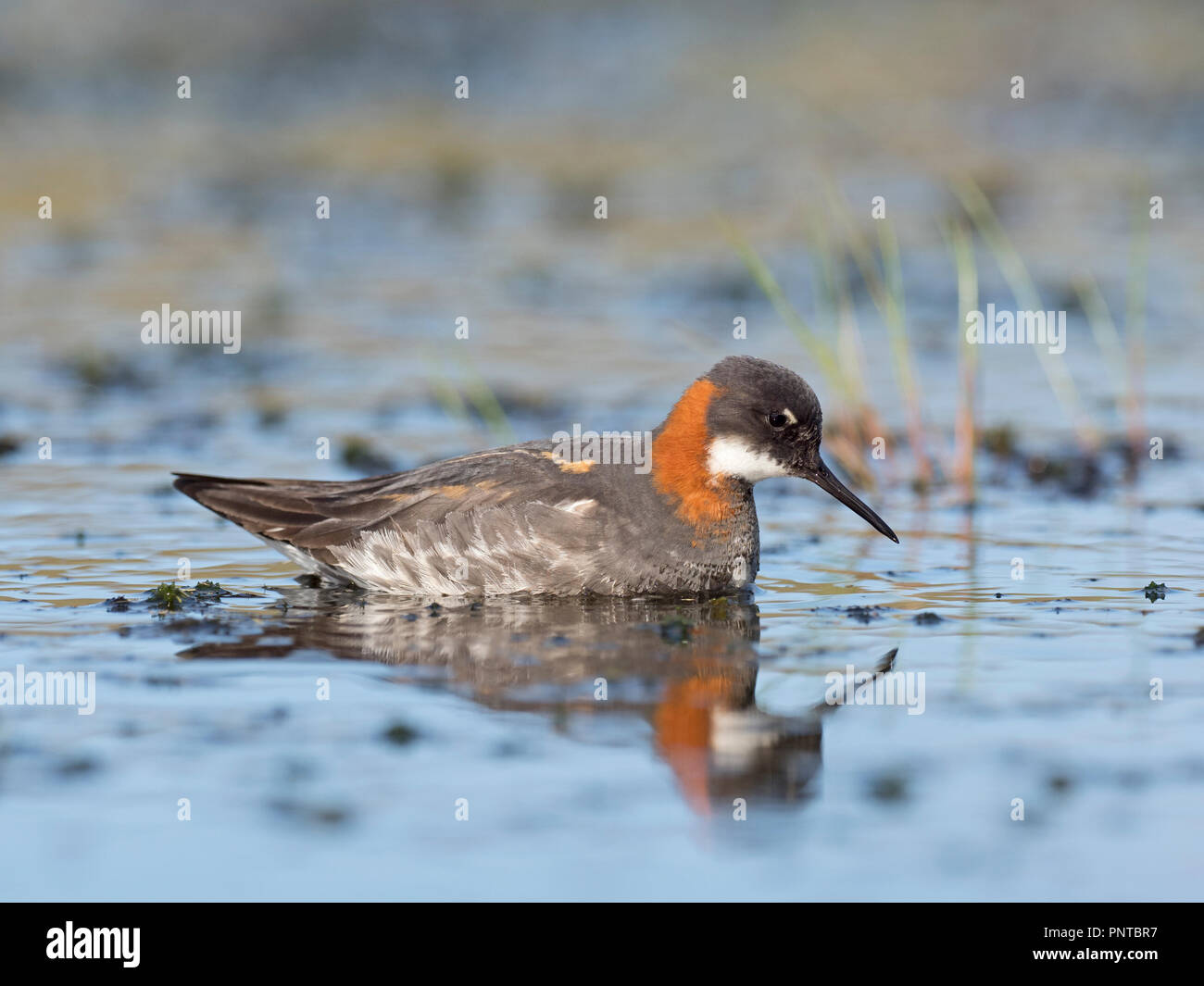 Red-necked Phalarope Phalaropus lobatus female Shetland June Stock Photo