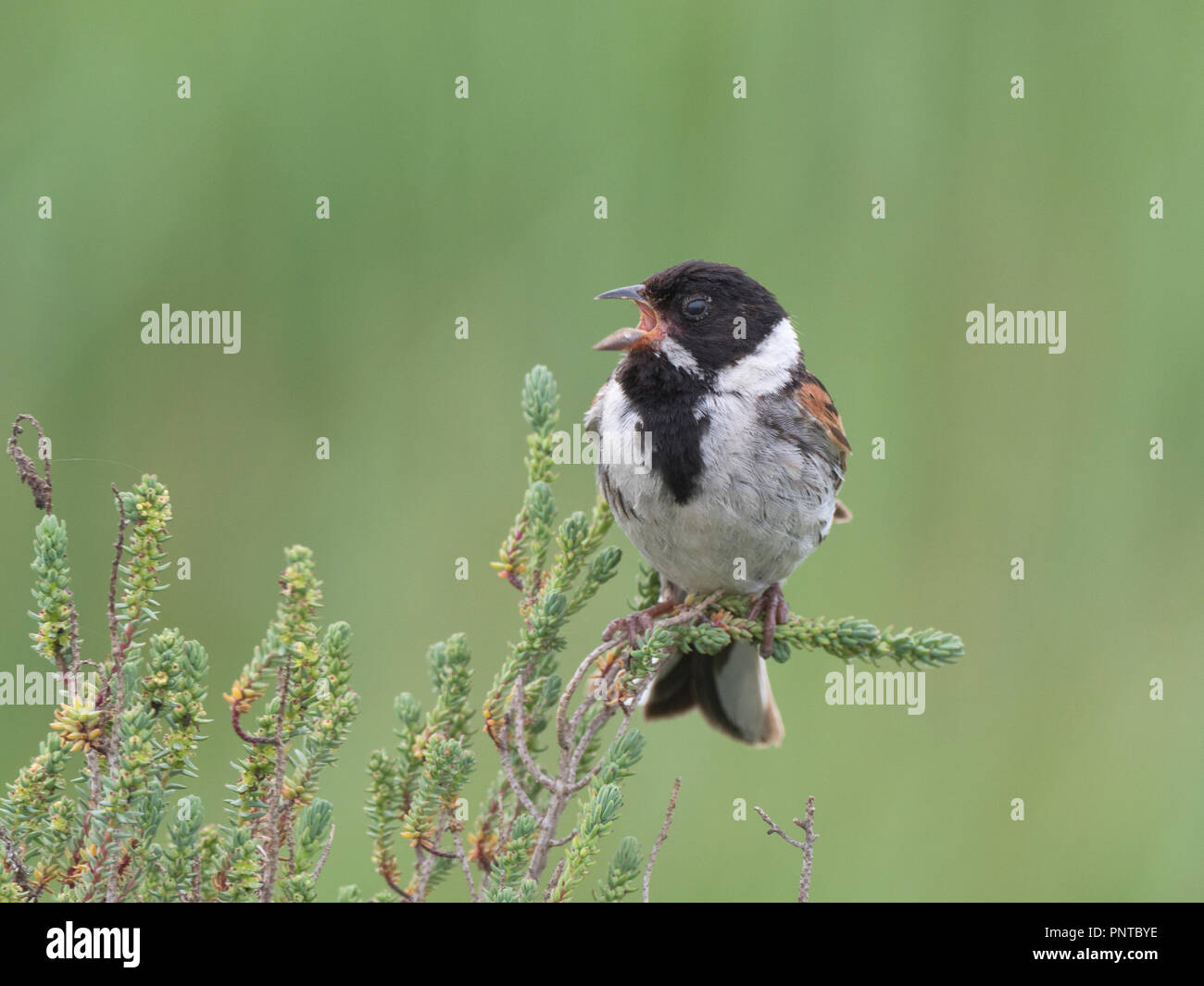 Common Reed Bunting  Emberiza schoeniclus male Titchwell, Norfolk spring Stock Photo