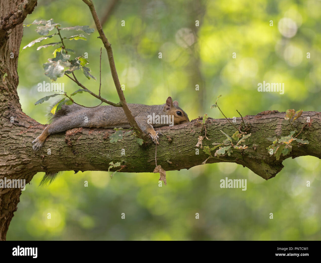 Grey Squirrel Sciurus carolinensi stretched out on very hot days in woodland in earlysummer , Norfolk Stock Photo
