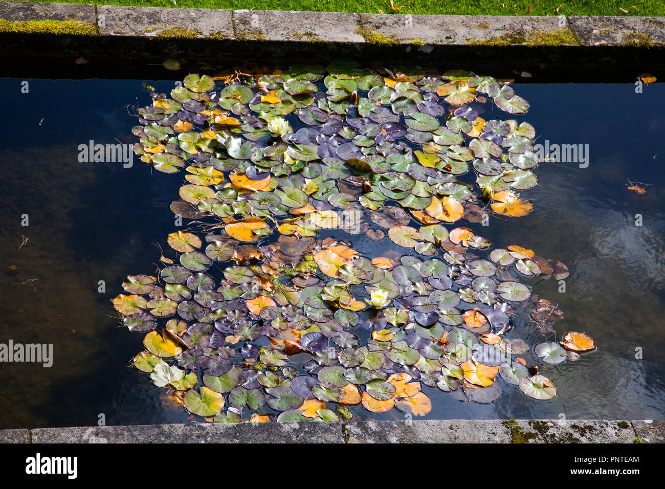 Water lily leaves hi-res stock photography and images - Alamy