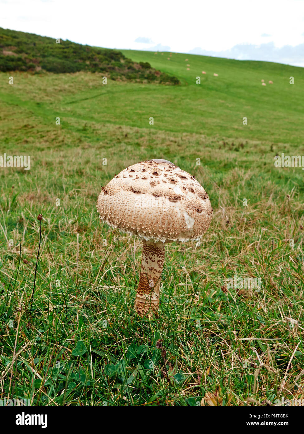 Shaggy Parasol fungus Stock Photo