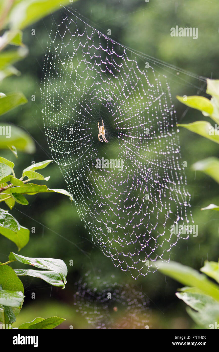 Yellow spider in a spiderweb full of moisture drops with a dark green background in a summer morning. Stock Photo