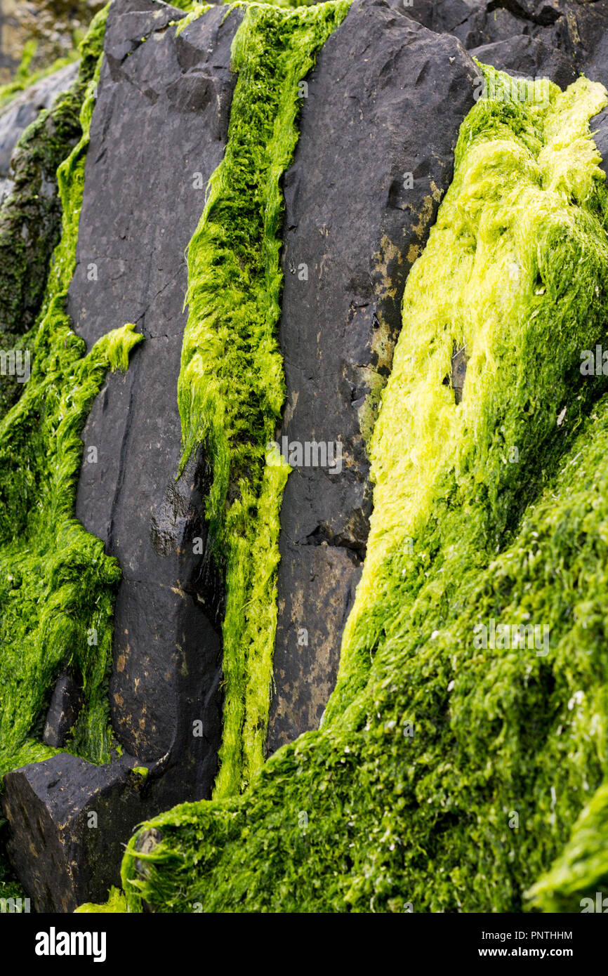 Gueirua beach, Asturias, Spain. Vertical view of beach rocks covered with  different tones of green moss Stock Photo - Alamy