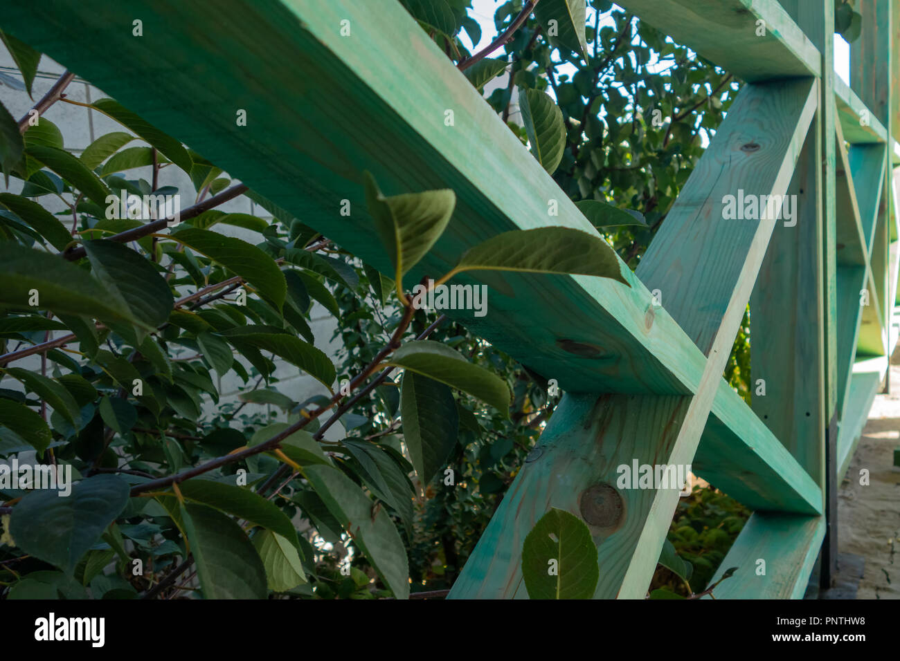 Stock Photo - wooden fence in the grass. Wooden fence of green boards. Stock Photo