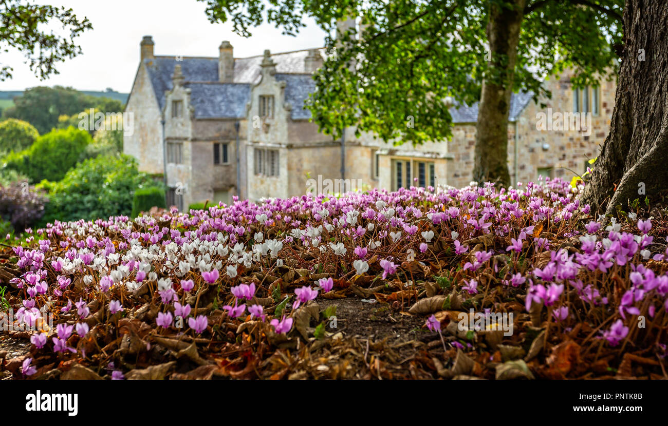 Carpet of pink and white cyclamen flowers on woodland floor with out of focus English Manor House in background Stock Photo