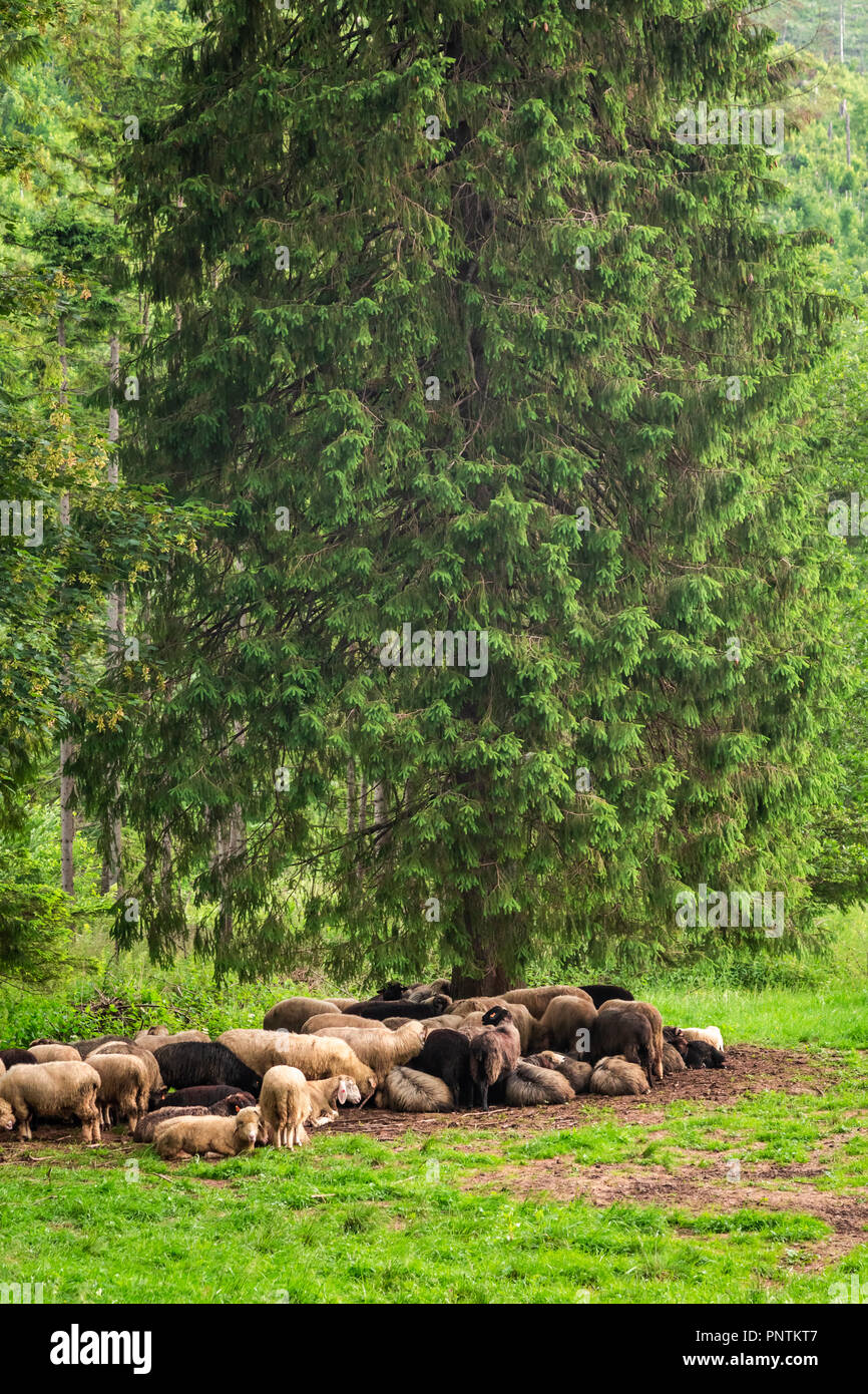 Wonderful grazing herd of sheep in Tatra Mountains Stock Photo - Alamy