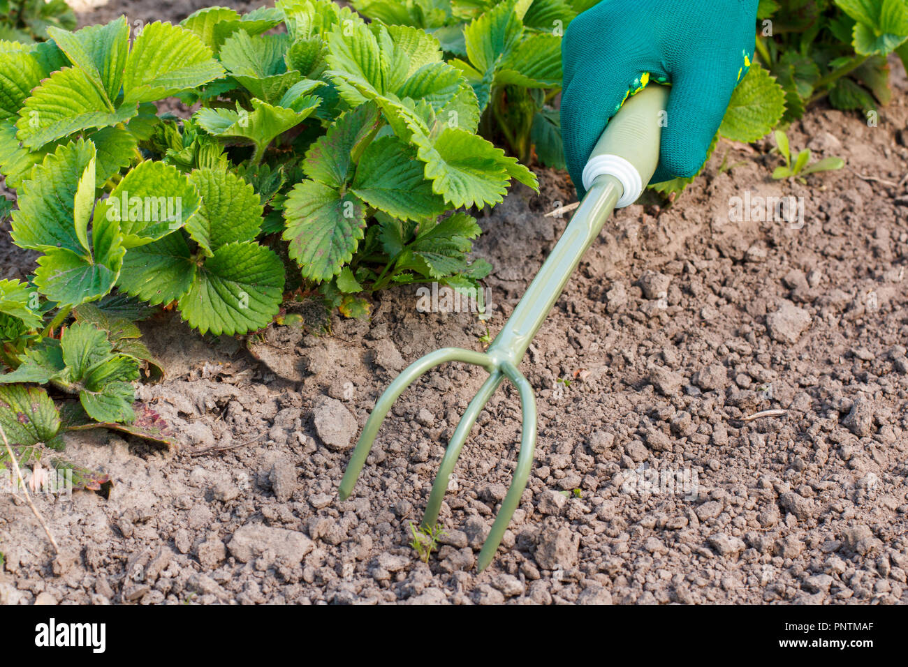 Small hand garden rake in hand dressed in a green glove is loosening ...