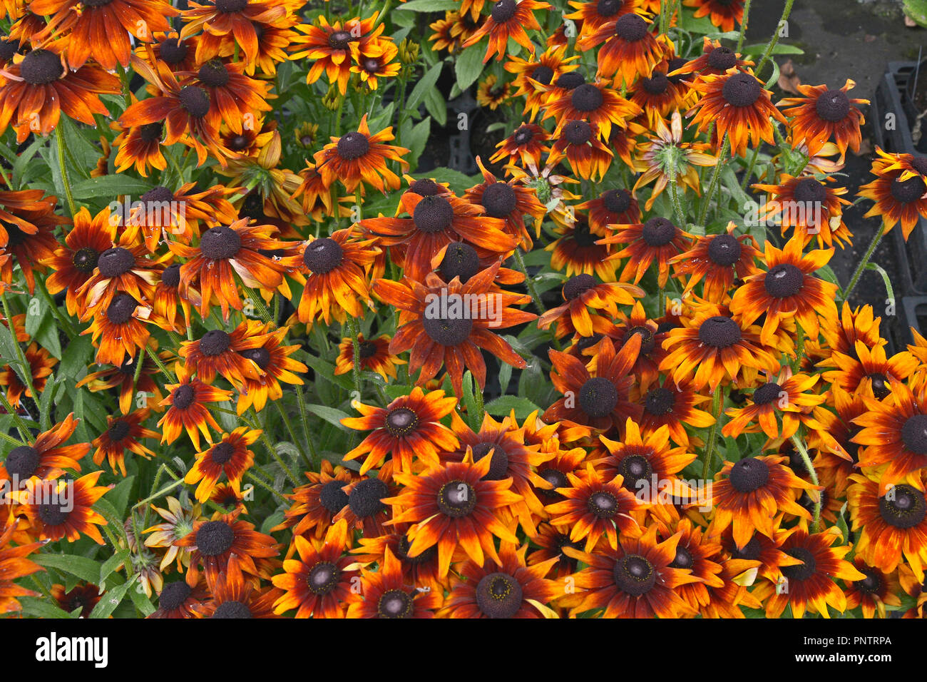 Close up of flowering Rudbeckia 'Summerina Orange' in a flower border Stock Photo