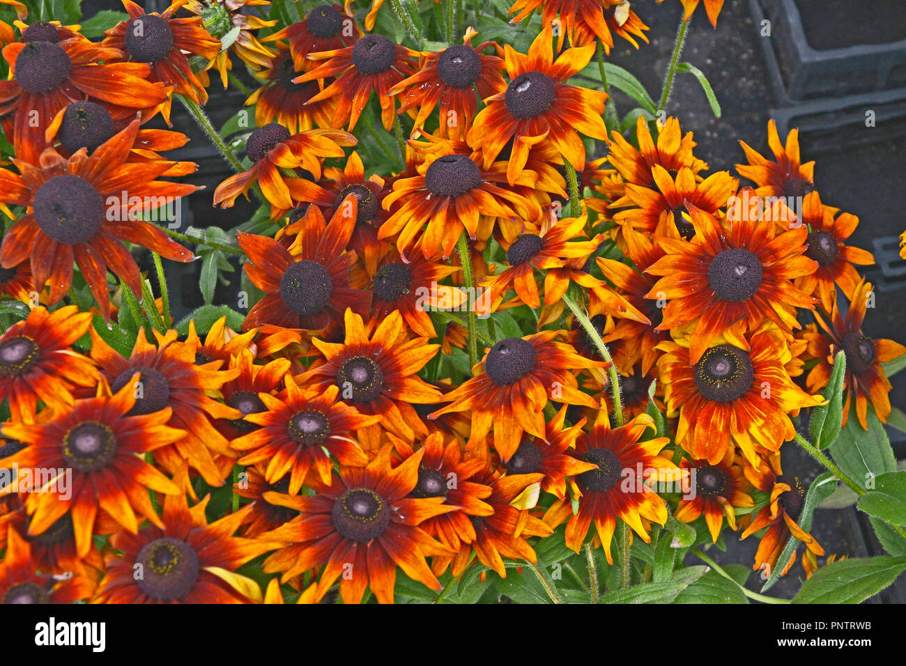 Close up of flowering Rudbeckia 'Summerina Orange' in a flower border Stock Photo