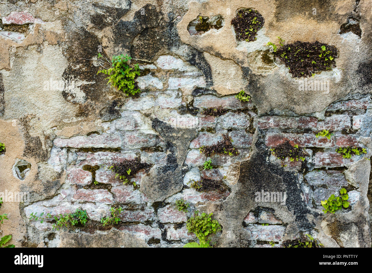 Root Infested Wall close-up of a wall run-down peeled and infested from plants to because ...