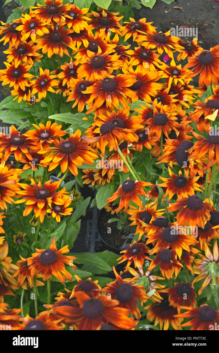 Close up of flowering Rudbeckia 'Summerina Orange' in a flower border Stock Photo