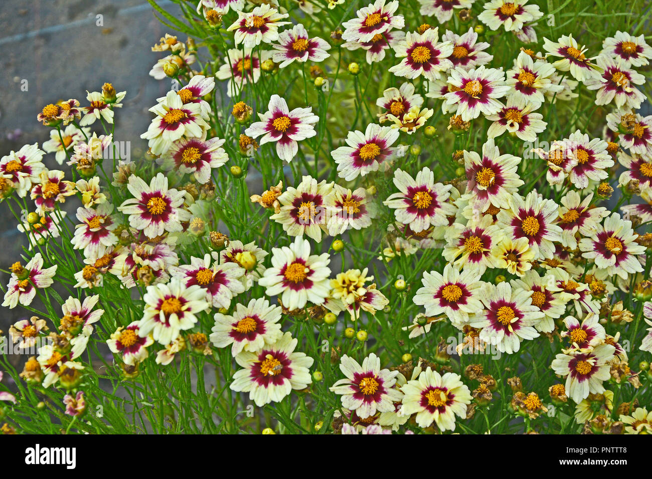 Close up of a flowering Coreopsis 'Snowberry' in a cottage garden Stock Photo