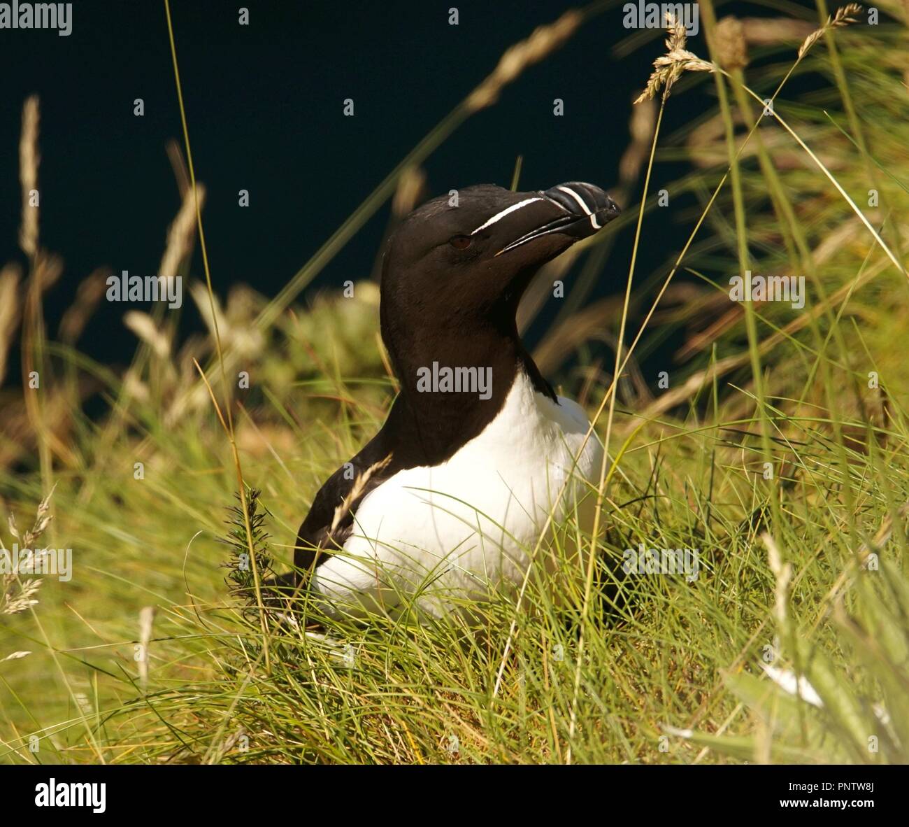 Razorbill Stock Photo