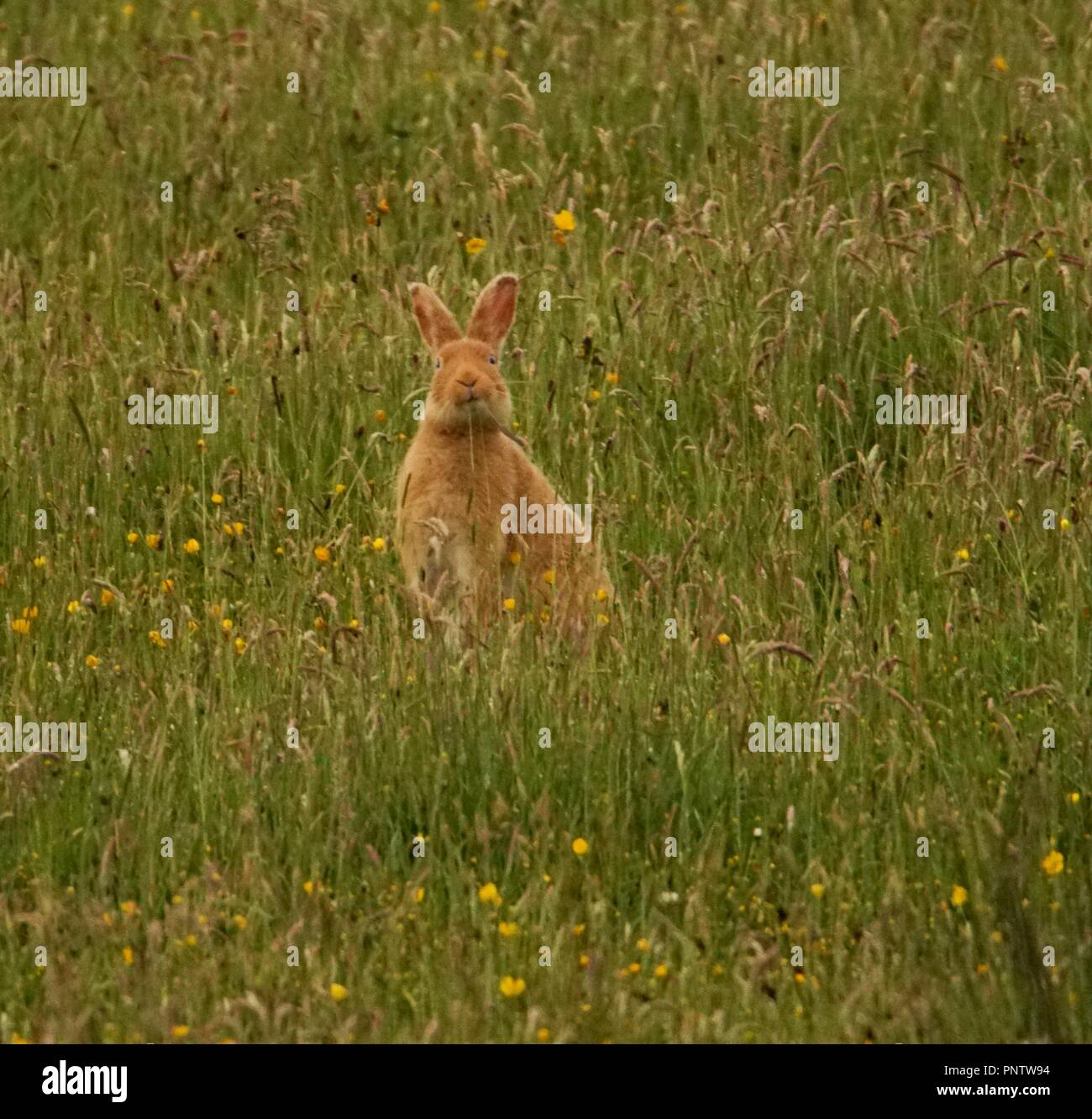 The Rarely Seen Golden Hare of Rathlin Island Stock Photo