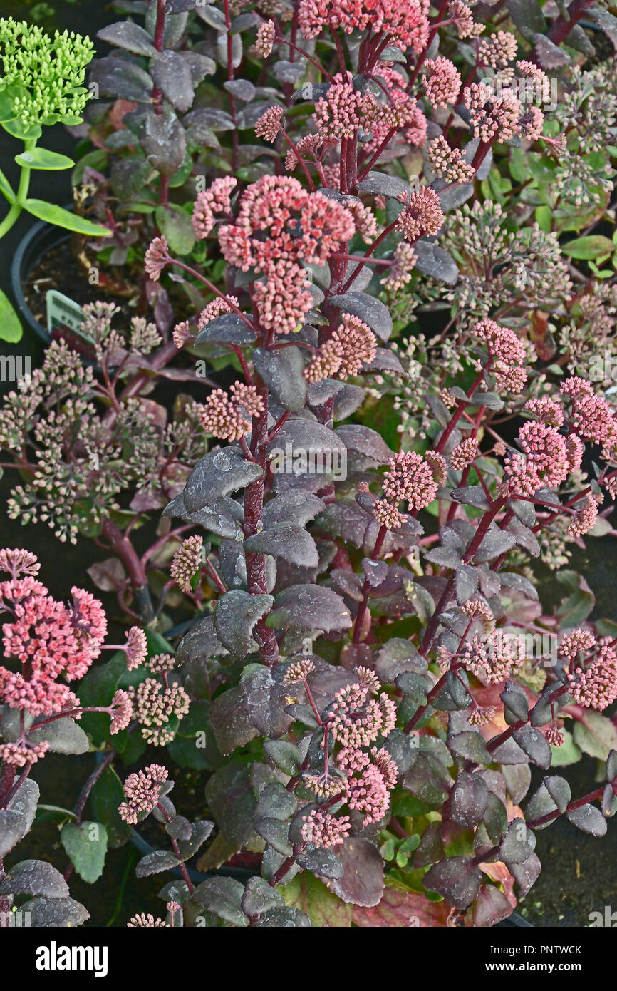 Close up of Sedum 'Red Cauli' in a flower border Stock Photo