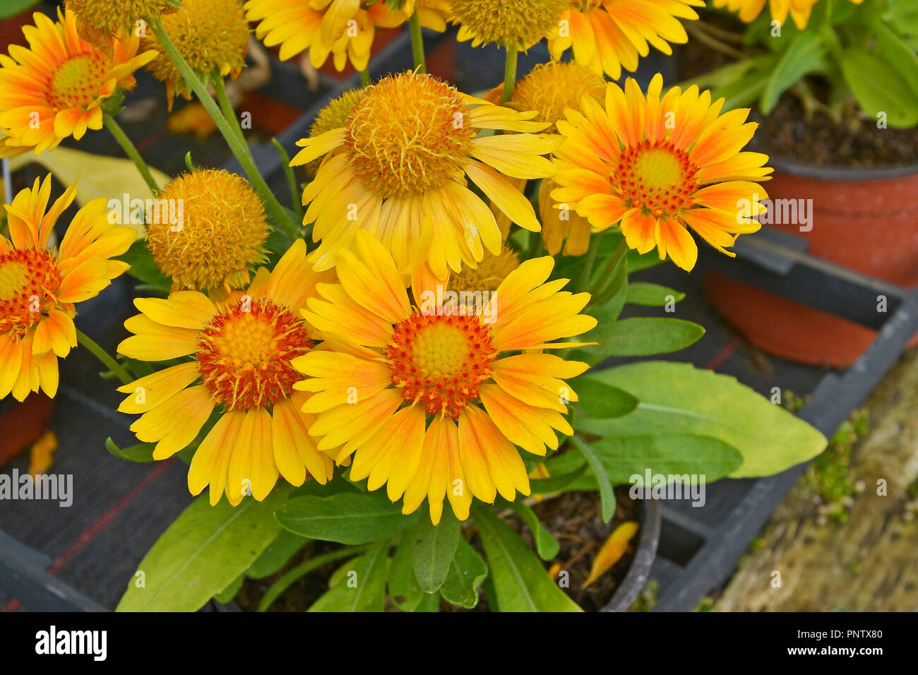 Apricot color flower hires stock photography and images Alamy