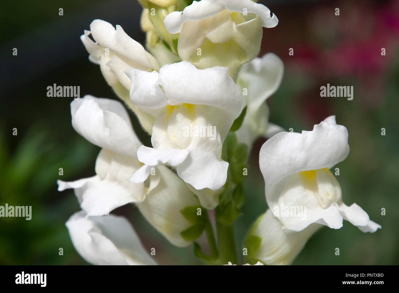 Sydney Australia, white snapdragon flowers Stock Photo