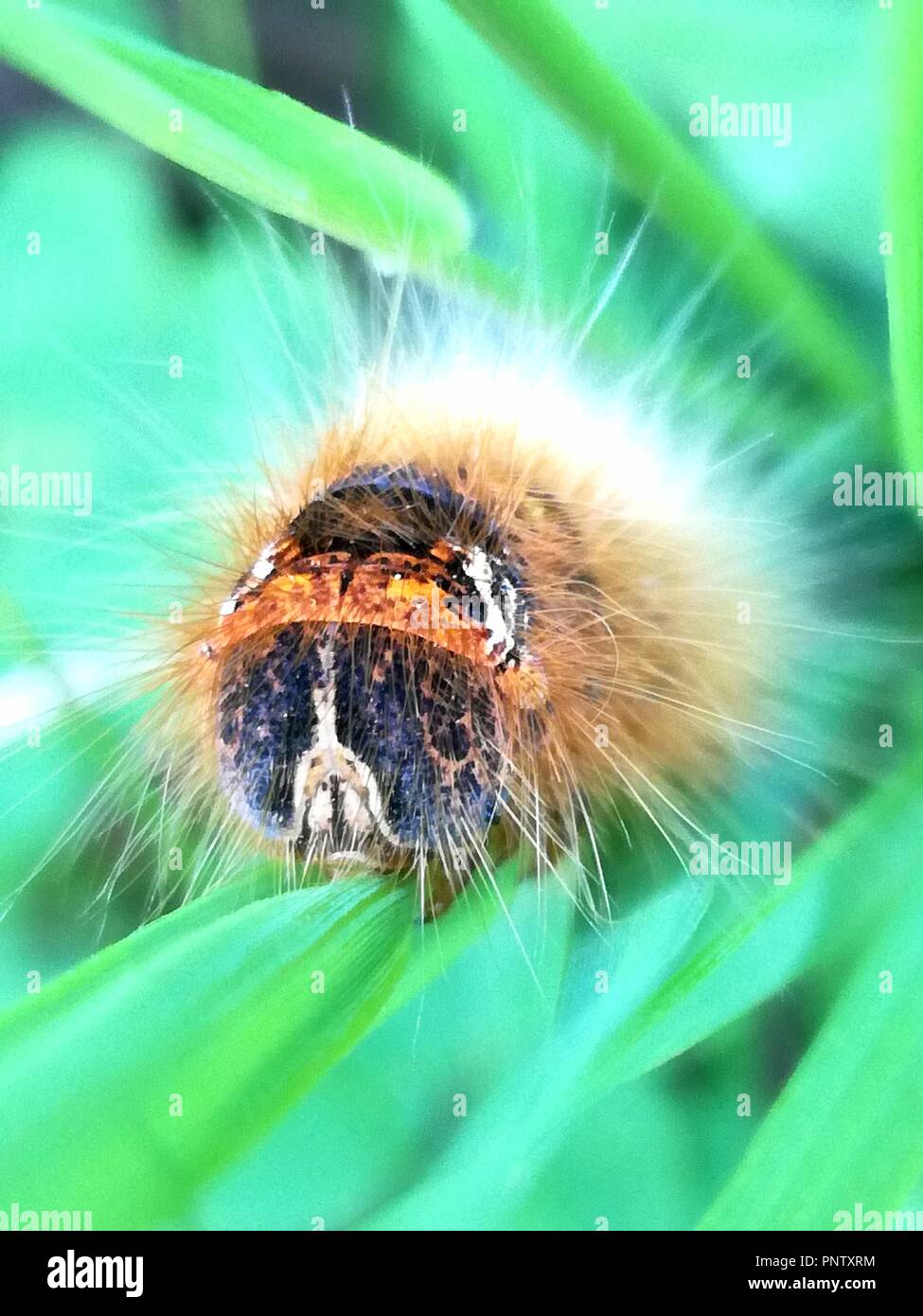Caterpillar hairy insect wildlife hi-res stock photography and images ...