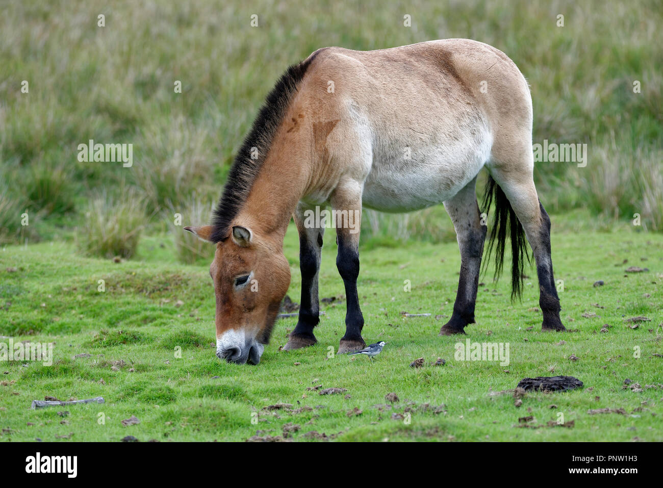 Przewalski's Horse - Equus ferus przewalskii  Wild Horse from Central Asia Stock Photo