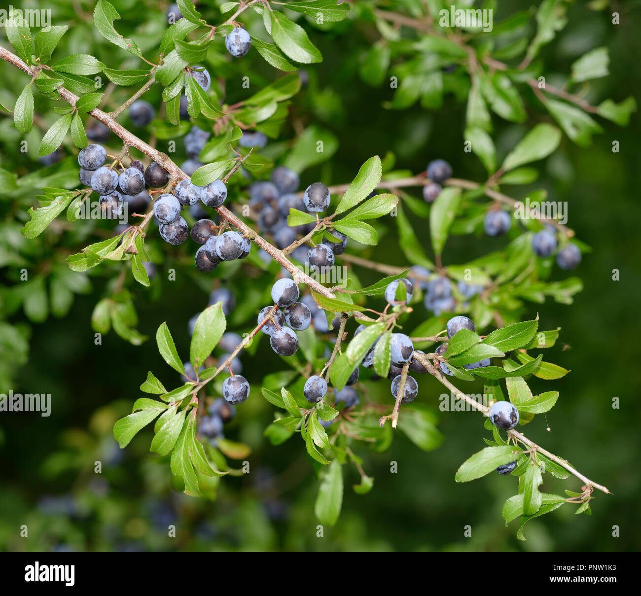 Blackthorn Fruit or Sloe - Prunus spinosa Stock Photo