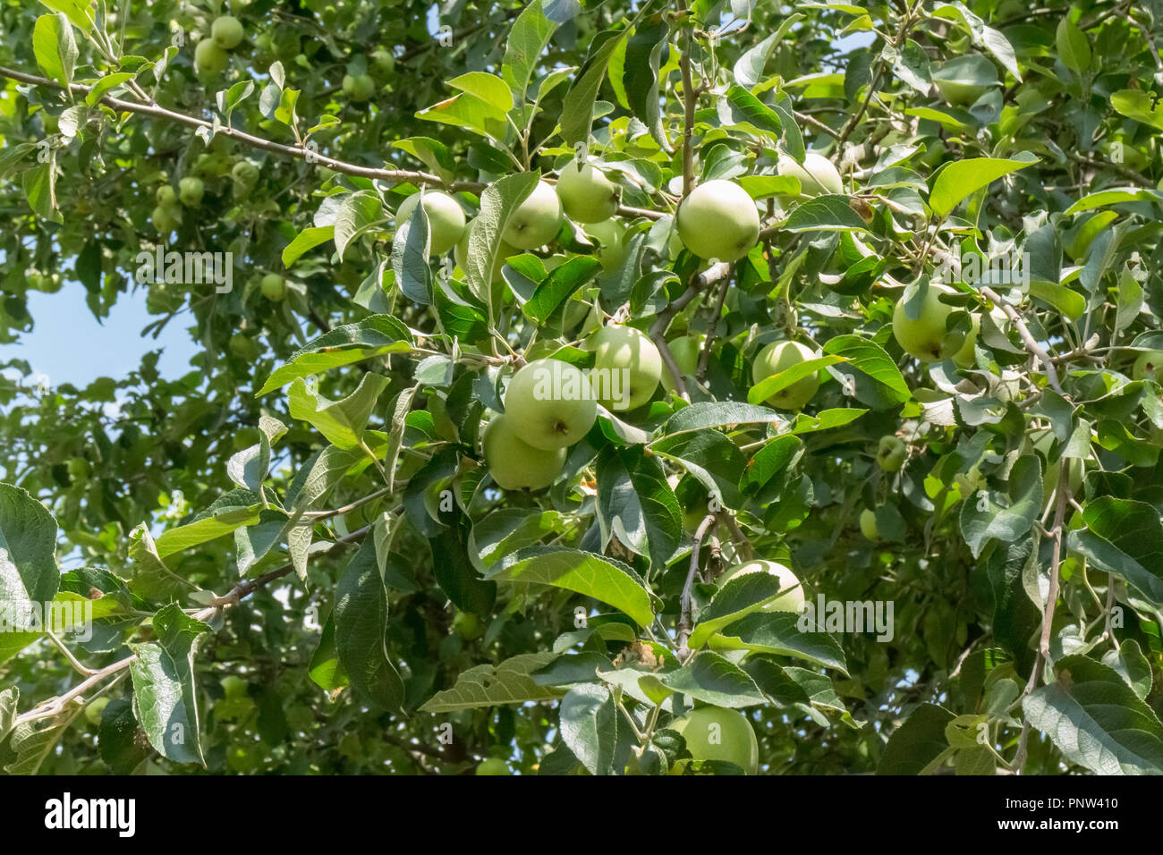 Branches with green unripe apples hanging on tree Stock Photo