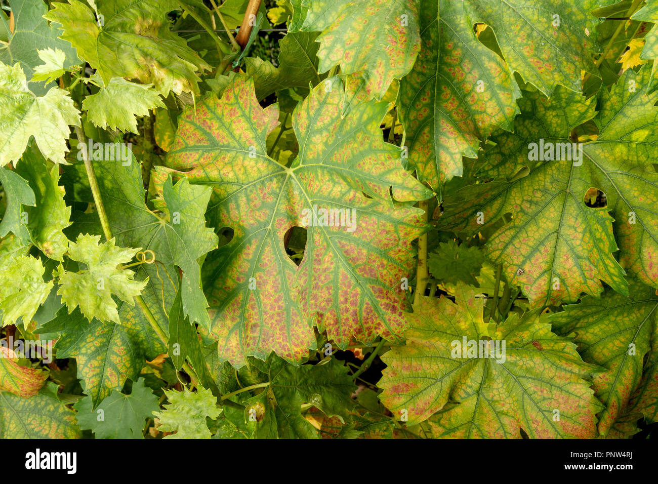 Disease of leaves and vines of a grape close up of defeat of rot and