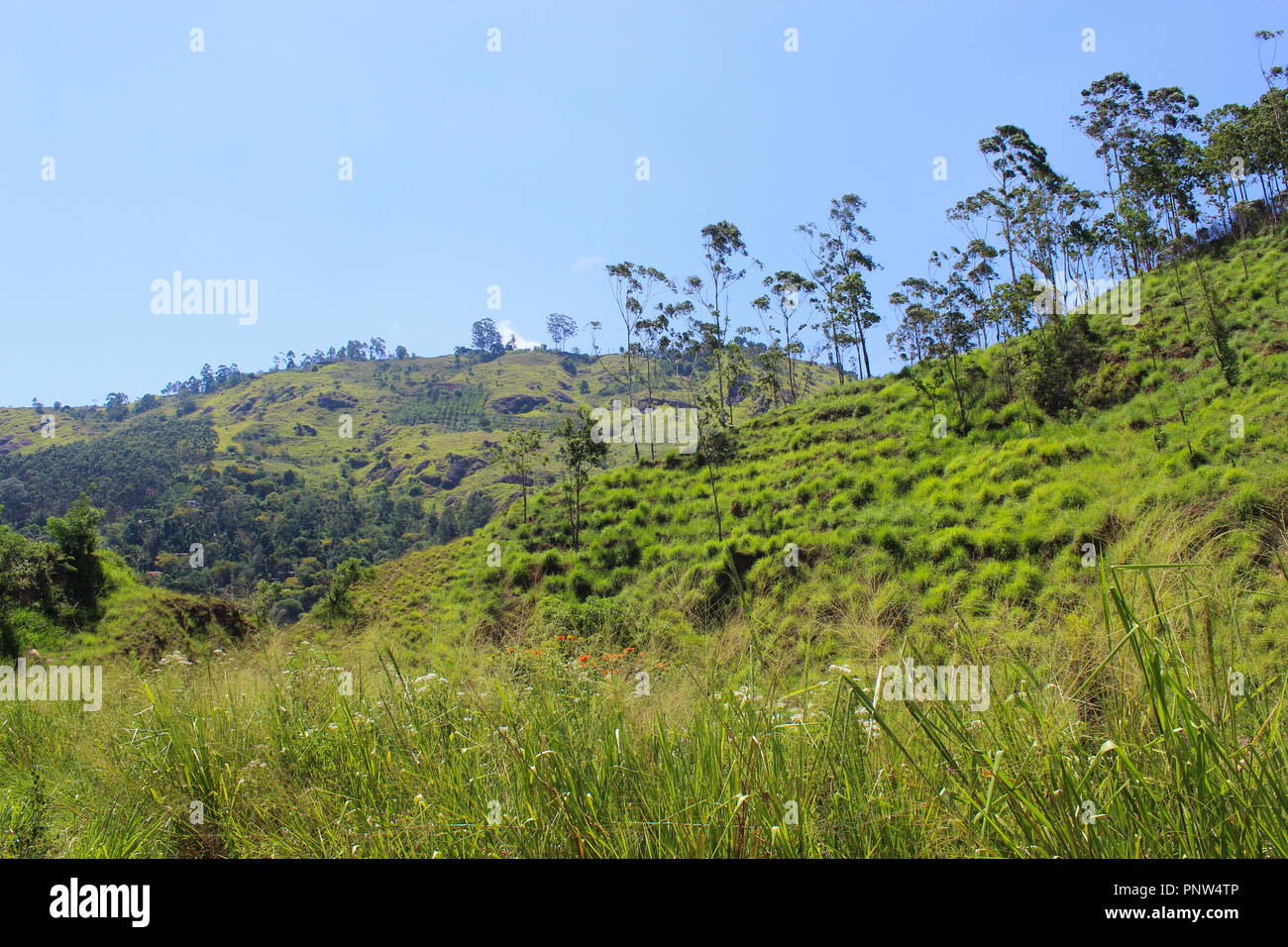 Young black tea leaves hires stock photography and images Alamy
