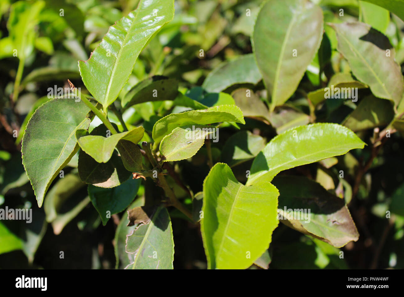 Young black tea leaves hires stock photography and images Alamy