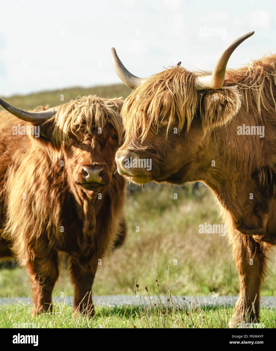 Close up of two Highland Cows with back lighting Stock Photo