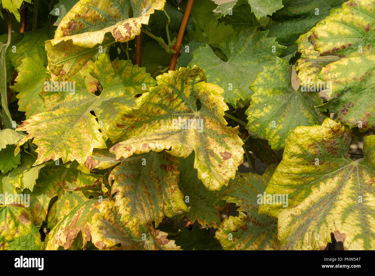 Rot of a vine and a grape leaf closeup. Protection of the vineyard