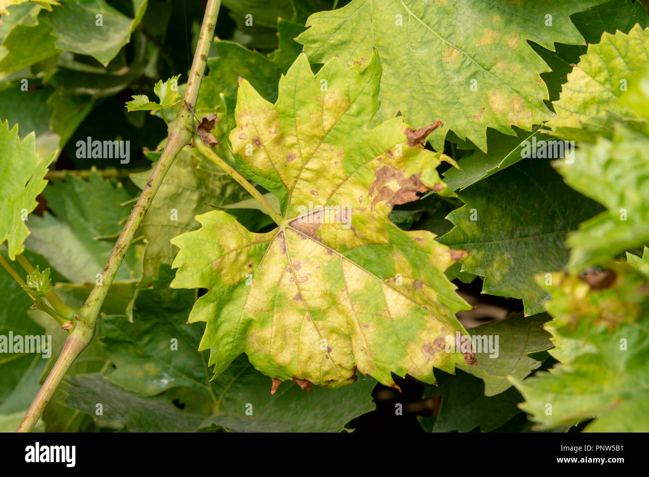 Grapevine Disease Stock Photos & Grapevine Disease Stock Images Alamy