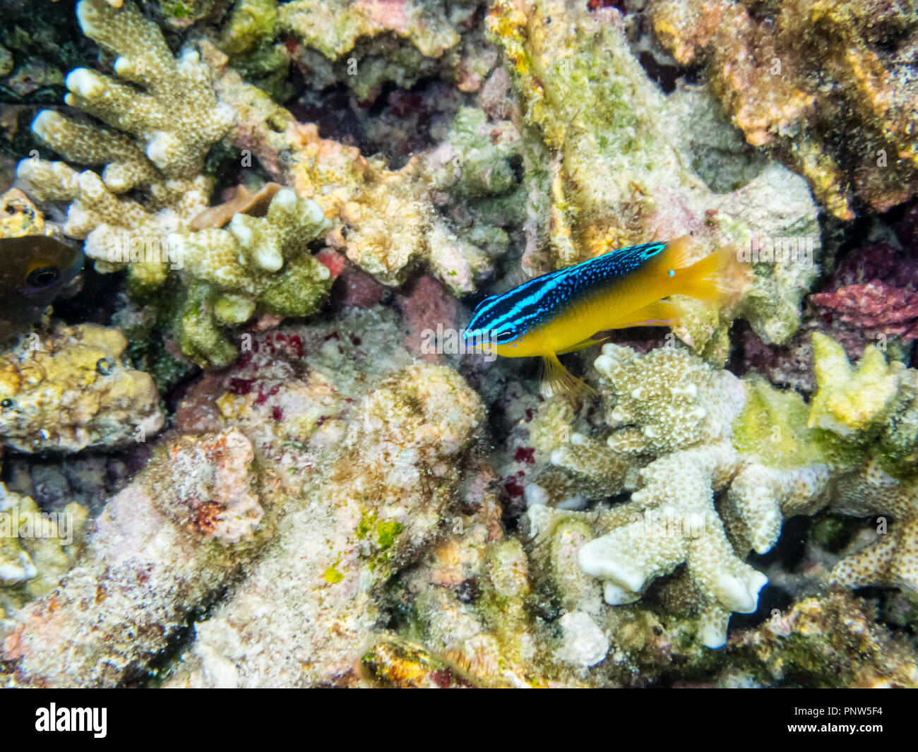 Underwater photos of Stegastes Variabilis or Cocoa Damselfish is a beautiful blue and yellow small sea fish swimming above the coral reefs at Koh Nang Stock Photo