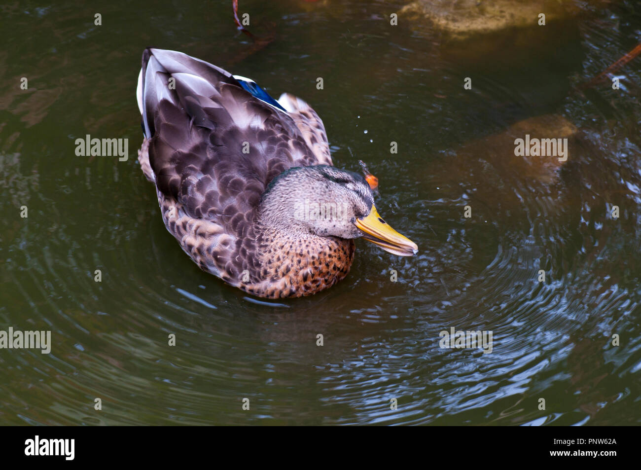 An American Black Duck Latin Name Anas rubripes Stock Photo
