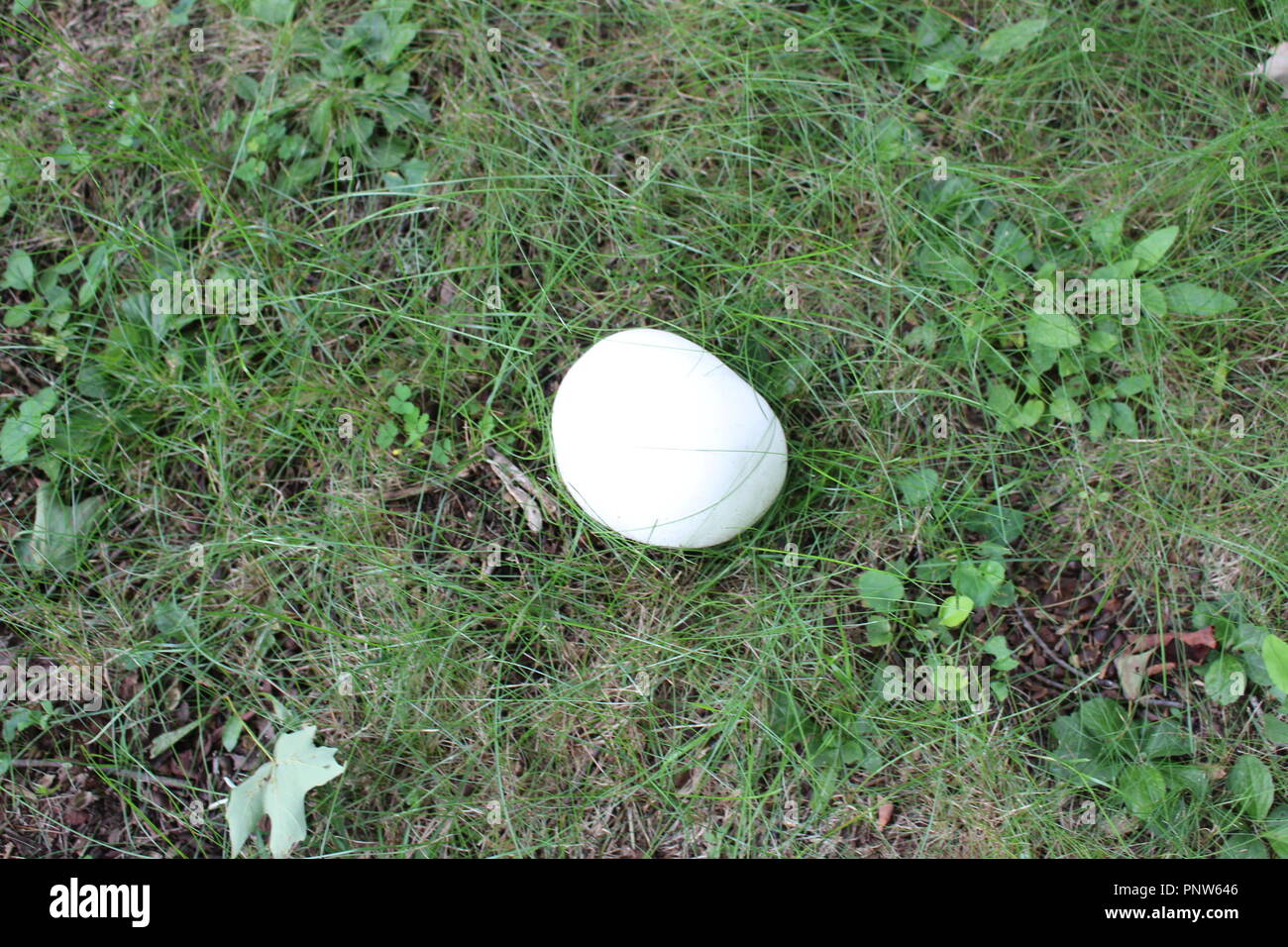Giant Puffball Mushroom found in open grassy field Stock Photo