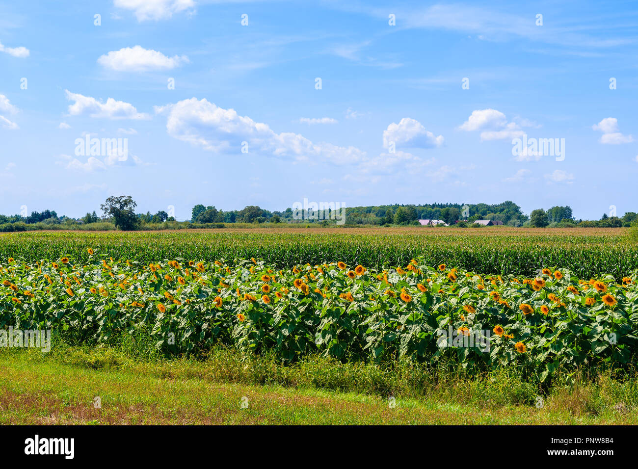 Sunny tree field summer hi-res stock photography and images - Alamy