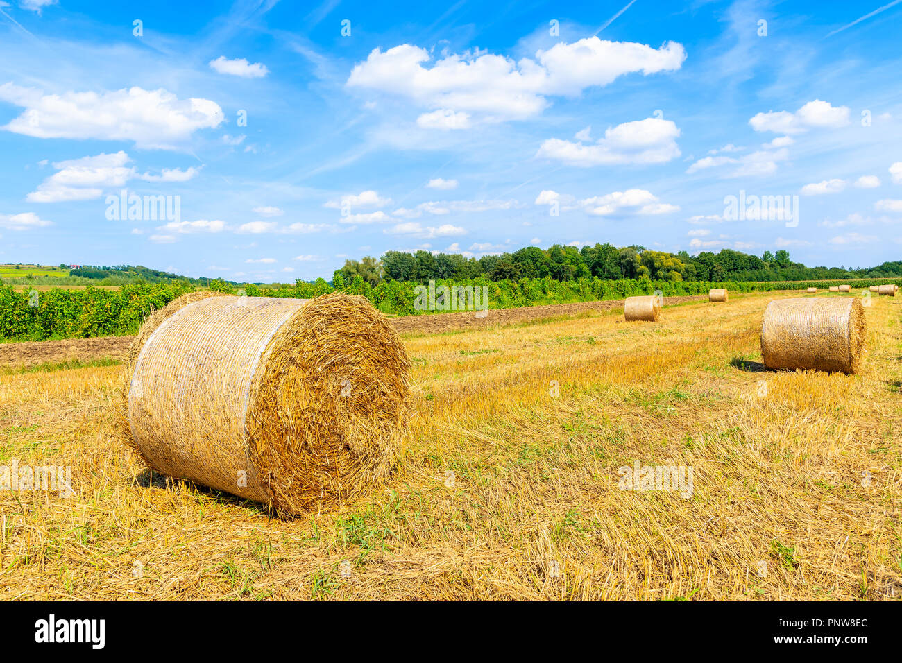 Hay bales on field near Cracow city on summer day with beautiful sunny sky and white clouds, Poland Stock Photo
